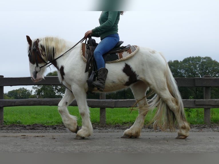 Tinker Merrie 4 Jaar 137 cm Gevlekt-paard in Lathen