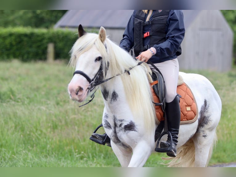 Tinker Merrie 4 Jaar 138 cm Roan-Blue in Bogaarden