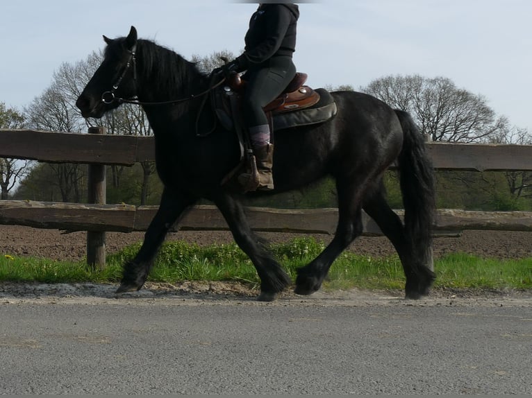 Tinker Merrie 4 Jaar 138 cm Zwart in Lathen