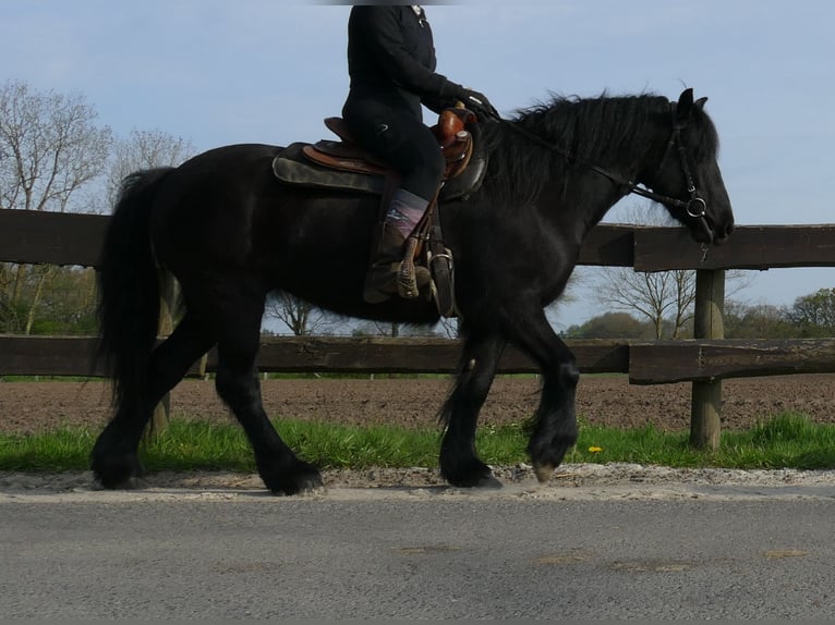 Tinker Merrie 4 Jaar 138 cm Zwart in Lathen