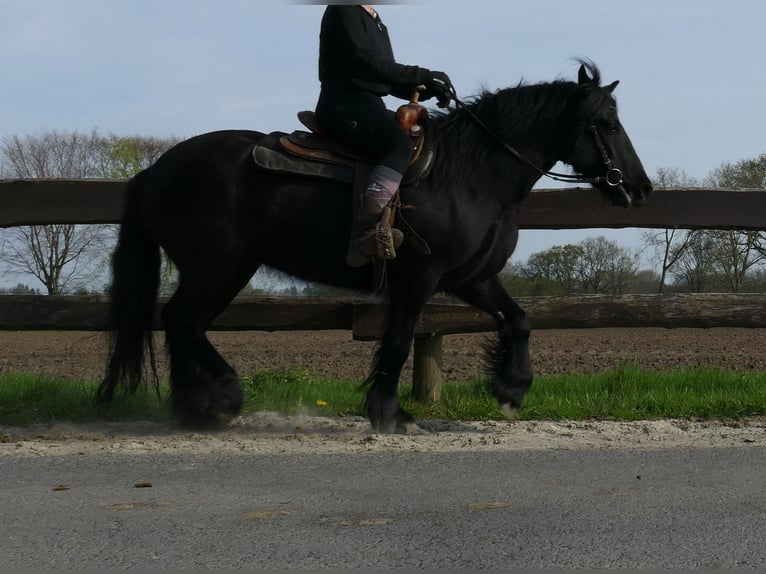 Tinker Merrie 4 Jaar 138 cm Zwart in Lathen