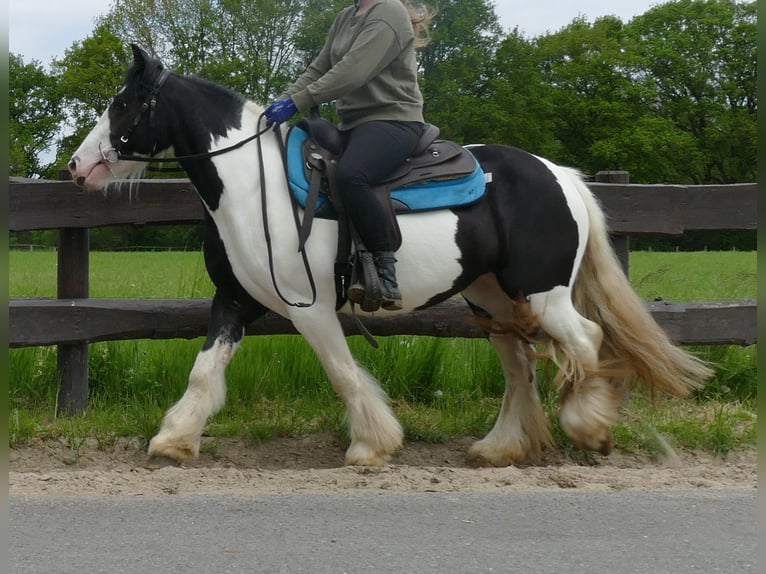 Tinker Merrie 4 Jaar 139 cm Gevlekt-paard in Lathen