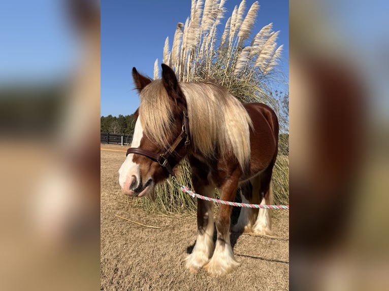 Tinker Merrie 4 Jaar 140 cm Donkere-vos in Johnston