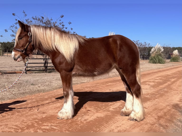 Tinker Merrie 4 Jaar 140 cm Donkere-vos in Johnston