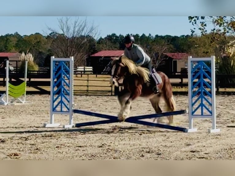 Tinker Merrie 4 Jaar 140 cm Donkere-vos in Johnston