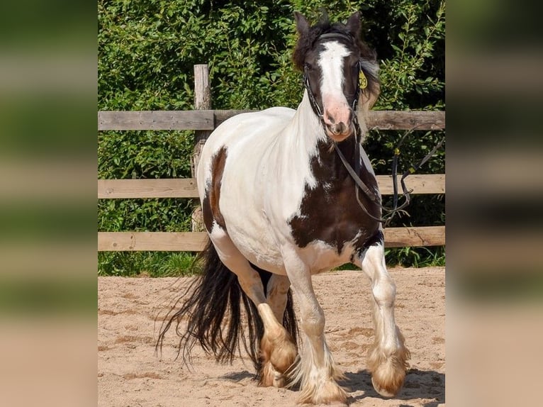 Tinker Merrie 4 Jaar 144 cm Gevlekt-paard in Wlen