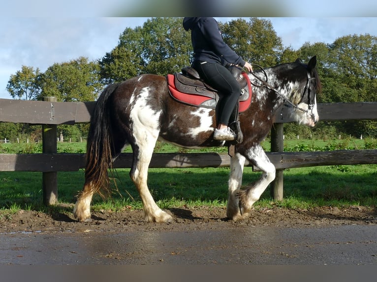 Tinker Merrie 4 Jaar 144 cm Gevlekt-paard in Lathen