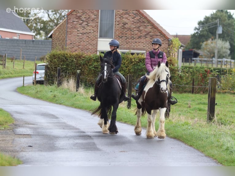 Tinker Merrie 4 Jaar 144 cm Gevlekt-paard in Pepingen