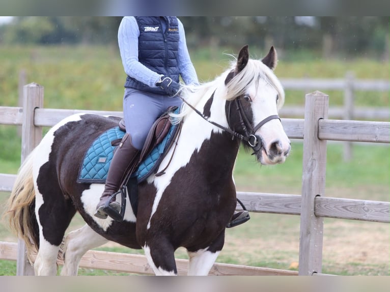 Tinker Merrie 4 Jaar 144 cm Gevlekt-paard in Pepingen