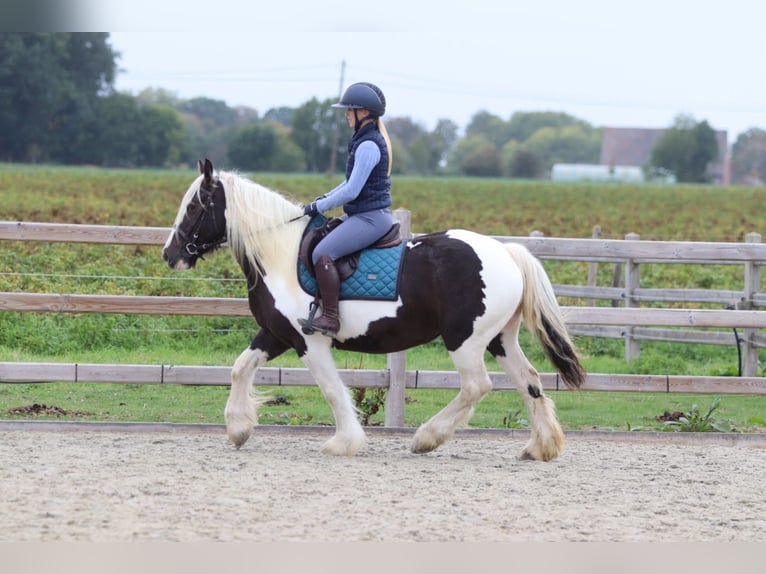 Tinker Merrie 4 Jaar 144 cm Gevlekt-paard in Pepingen