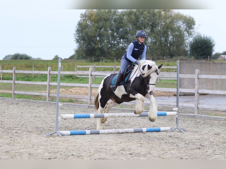 Tinker Merrie 4 Jaar 144 cm Gevlekt-paard in Pepingen