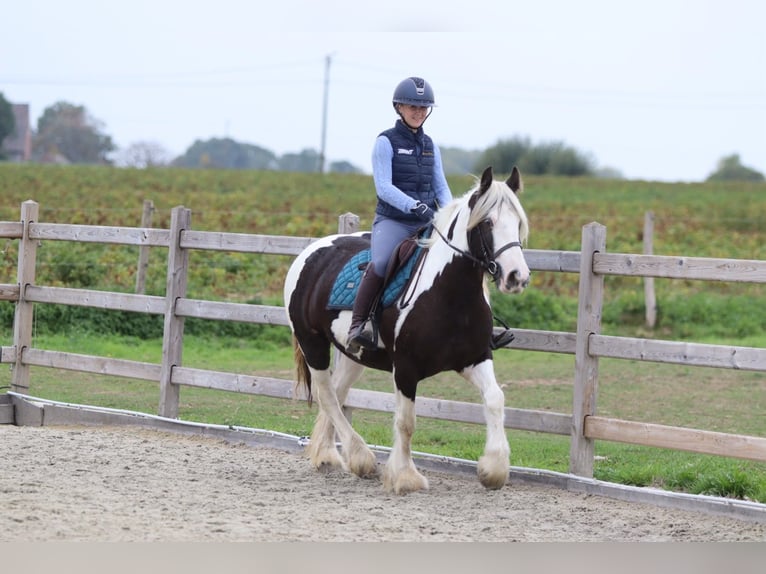 Tinker Merrie 4 Jaar 144 cm Gevlekt-paard in Pepingen