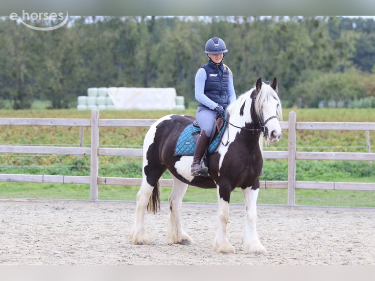 Tinker Merrie 4 Jaar 144 cm Gevlekt-paard in Pepingen