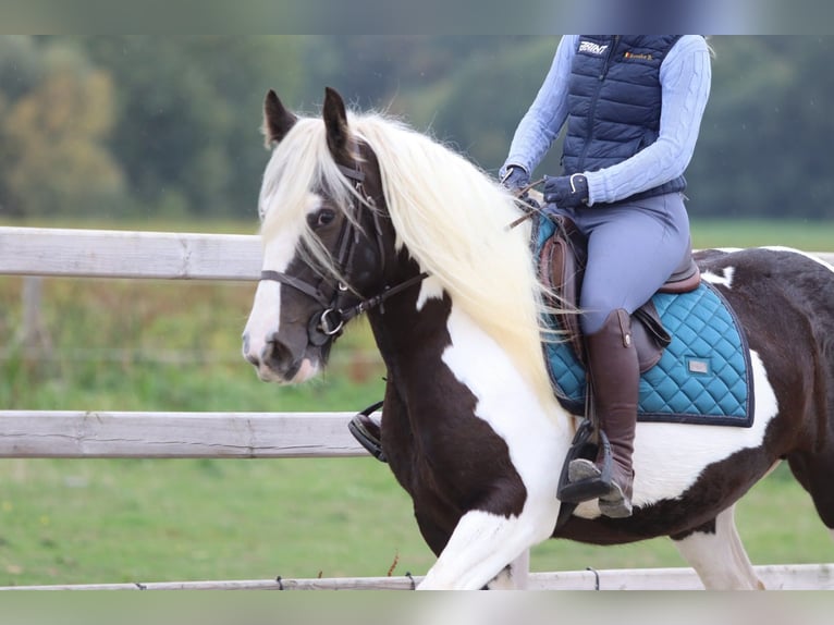 Tinker Merrie 4 Jaar 144 cm Gevlekt-paard in Pepingen