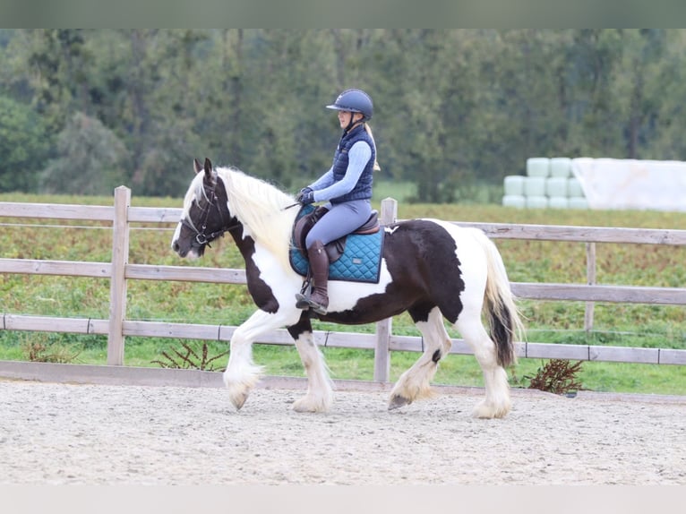 Tinker Merrie 4 Jaar 144 cm Gevlekt-paard in Pepingen