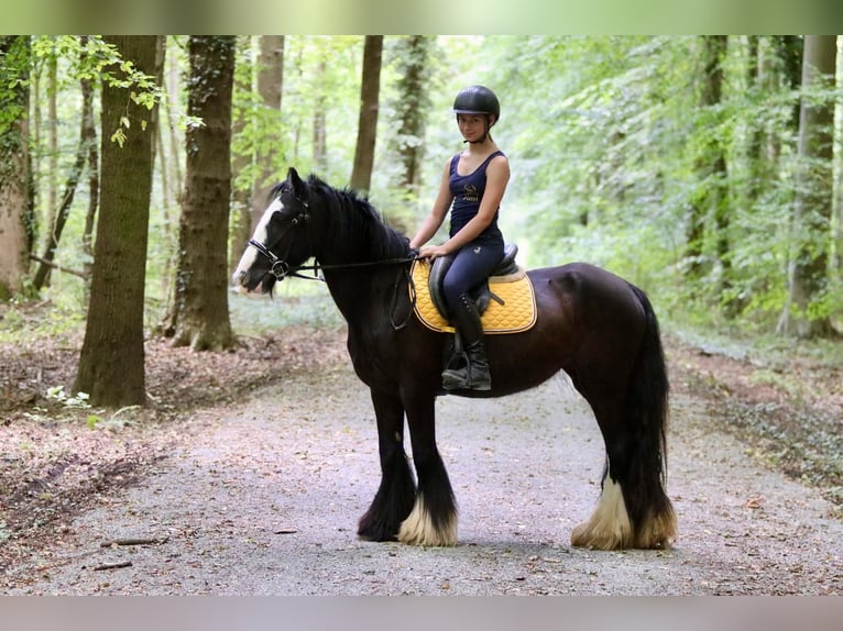 Tinker Merrie 4 Jaar 144 cm Zwart in Bogaarden