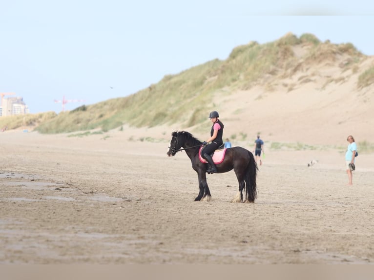 Tinker Merrie 4 Jaar 144 cm Zwart in Bogaarden