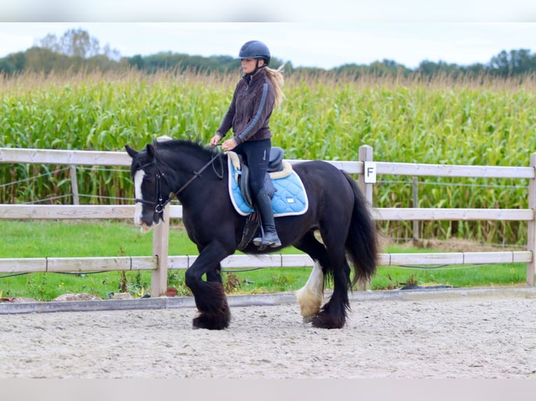 Tinker Merrie 4 Jaar 144 cm Zwart in Bogaarden