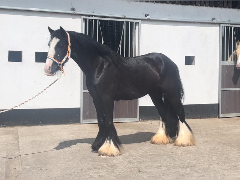 Tinker Merrie 4 Jaar 144 cm Zwart in Bogaarden