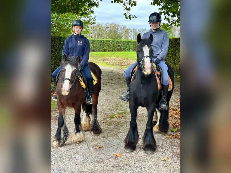 Tinker Merrie 4 Jaar 144 cm Zwart in Bogaarden