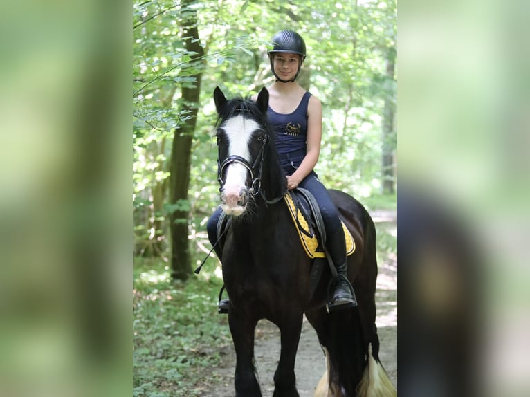 Tinker Merrie 4 Jaar 144 cm Zwart in Bogaarden