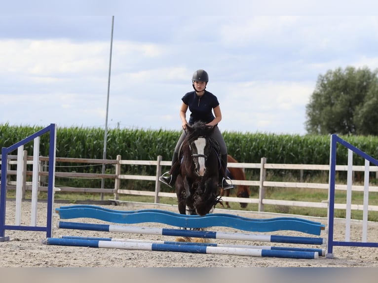 Tinker Merrie 4 Jaar 144 cm Zwart in Bogaarden
