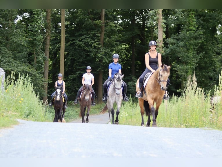 Tinker Merrie 4 Jaar 144 cm Zwart in Bogaarden