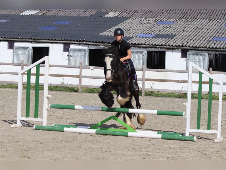 Tinker Merrie 4 Jaar 144 cm Zwart in Bogaarden