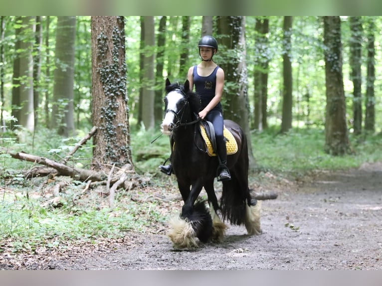 Tinker Merrie 4 Jaar 144 cm Zwart in Bogaarden
