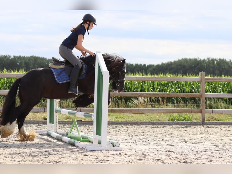 Tinker Merrie 4 Jaar 144 cm Zwart in Bogaarden