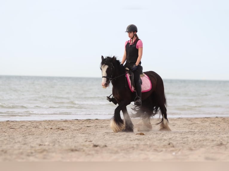 Tinker Merrie 4 Jaar 144 cm Zwart in Bogaarden