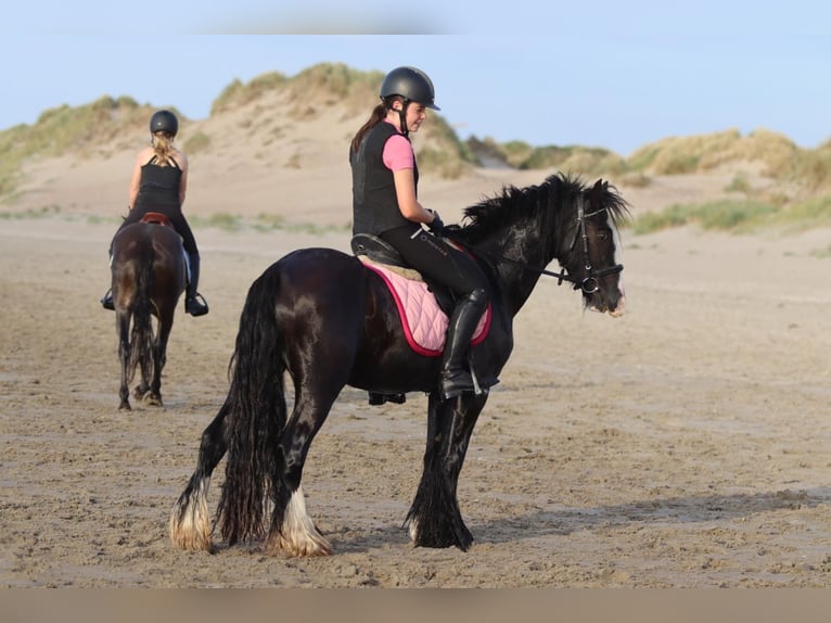 Tinker Merrie 4 Jaar 144 cm Zwart in Bogaarden