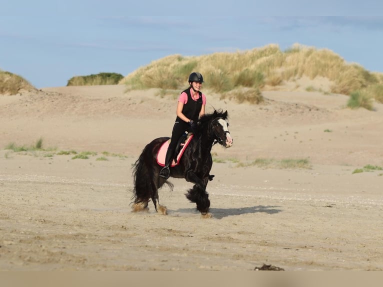 Tinker Merrie 4 Jaar 144 cm Zwart in Bogaarden