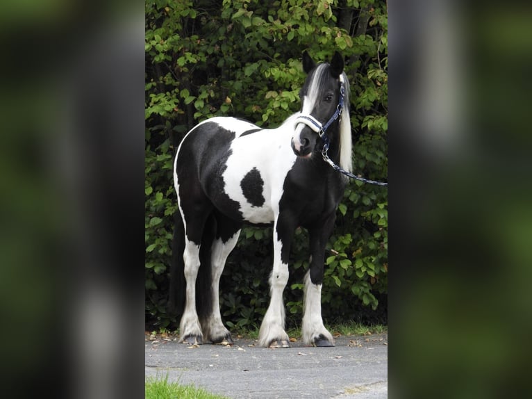 Tinker Merrie 4 Jaar 145 cm Gevlekt-paard in Verl