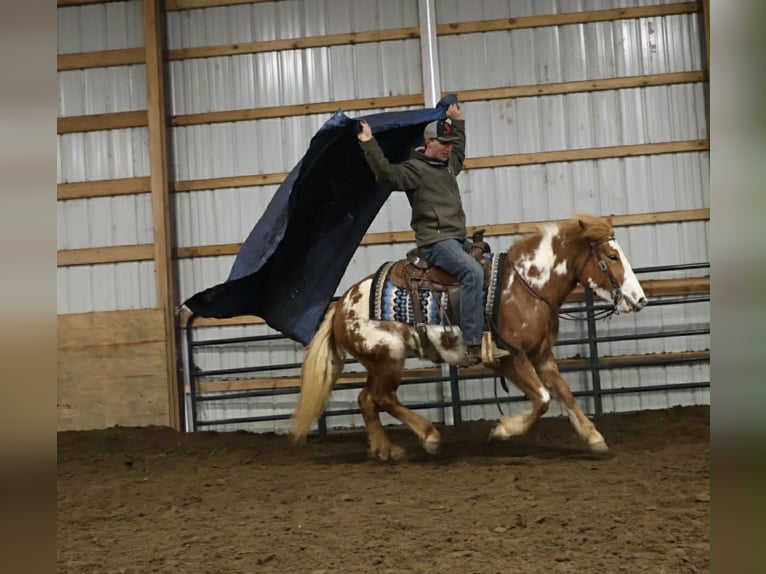 Tinker Merrie 4 Jaar 145 cm Gevlekt-paard in Howell