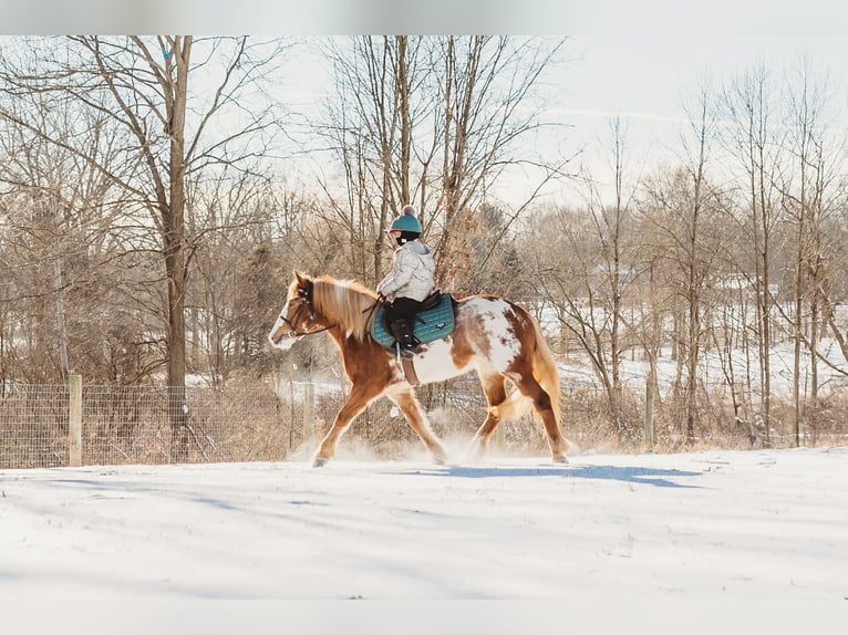 Tinker Merrie 4 Jaar 145 cm Gevlekt-paard in Howell