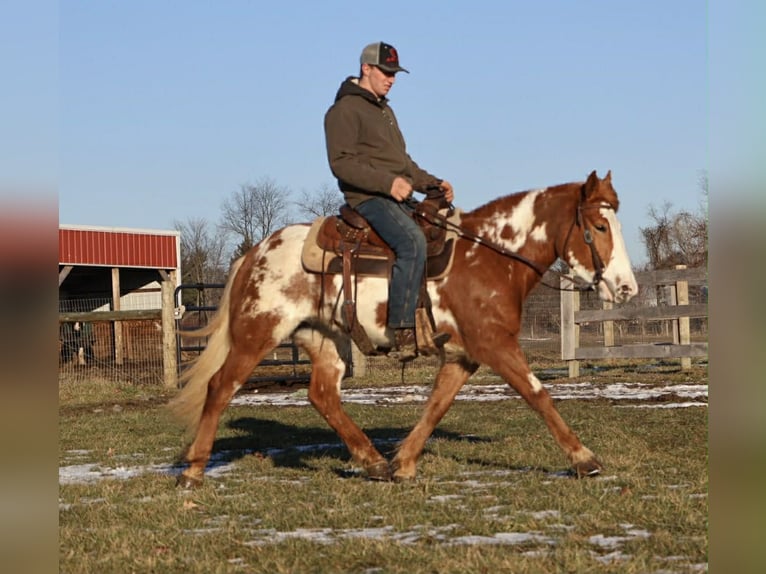 Tinker Merrie 4 Jaar 145 cm Gevlekt-paard in Howell