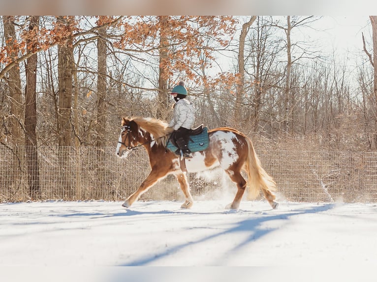 Tinker Merrie 4 Jaar 145 cm Gevlekt-paard in Howell