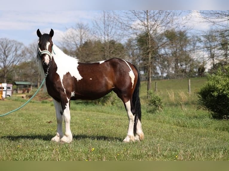 Tinker Merrie 4 Jaar 145 cm Tobiano-alle-kleuren in New Ringgold