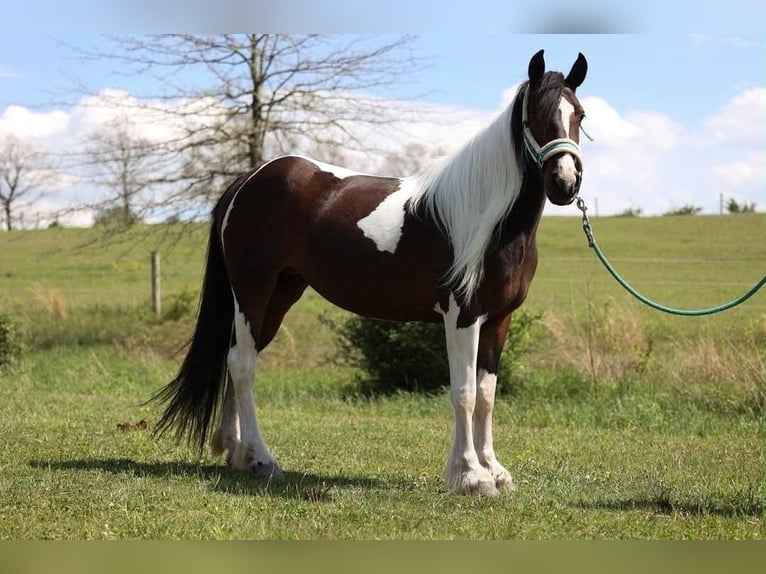 Tinker Merrie 4 Jaar 145 cm Tobiano-alle-kleuren in New Ringgold