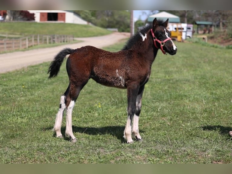 Tinker Merrie 4 Jaar 145 cm Tobiano-alle-kleuren in New Ringgold