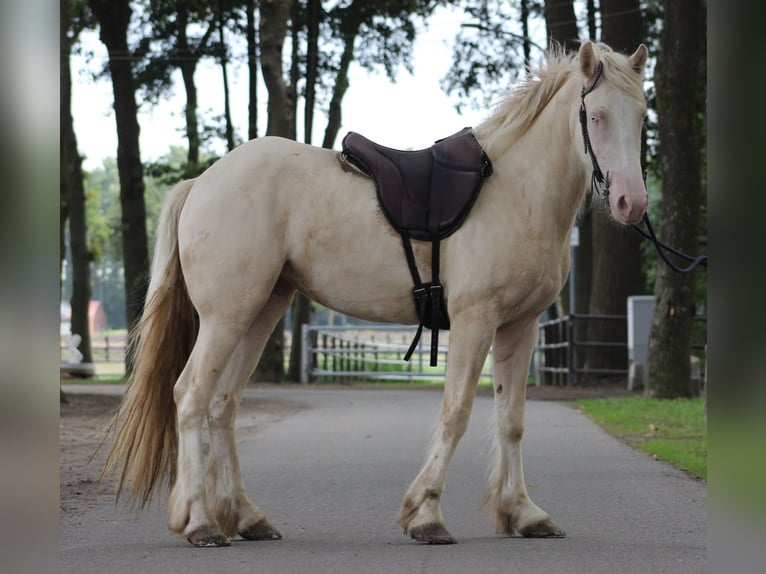 Tinker Merrie 4 Jaar 148 cm Cremello in Lathen