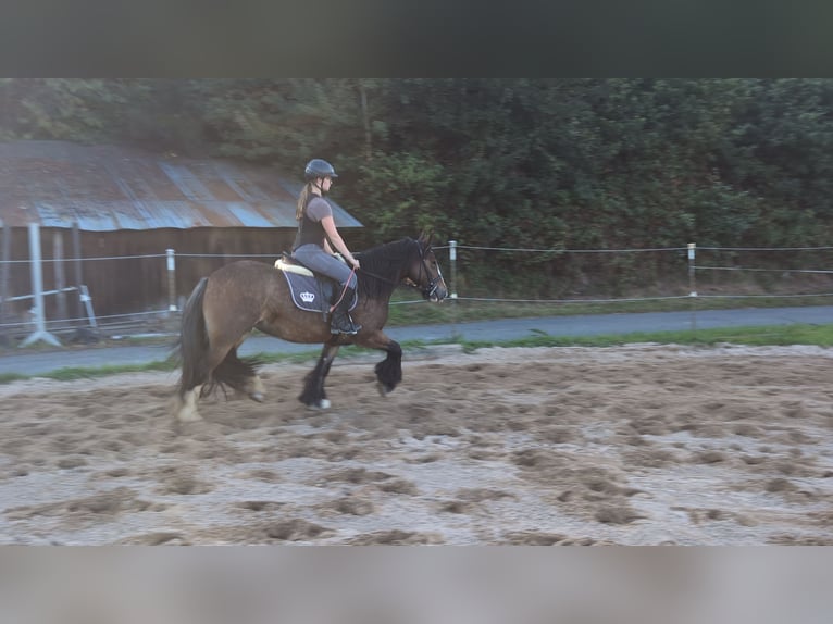 Tinker Merrie 4 Jaar 148 cm Donkerbruin in Morsbach
