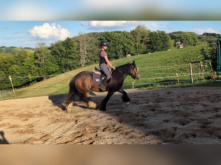 Tinker Merrie 4 Jaar 148 cm Donkerbruin in Morsbach