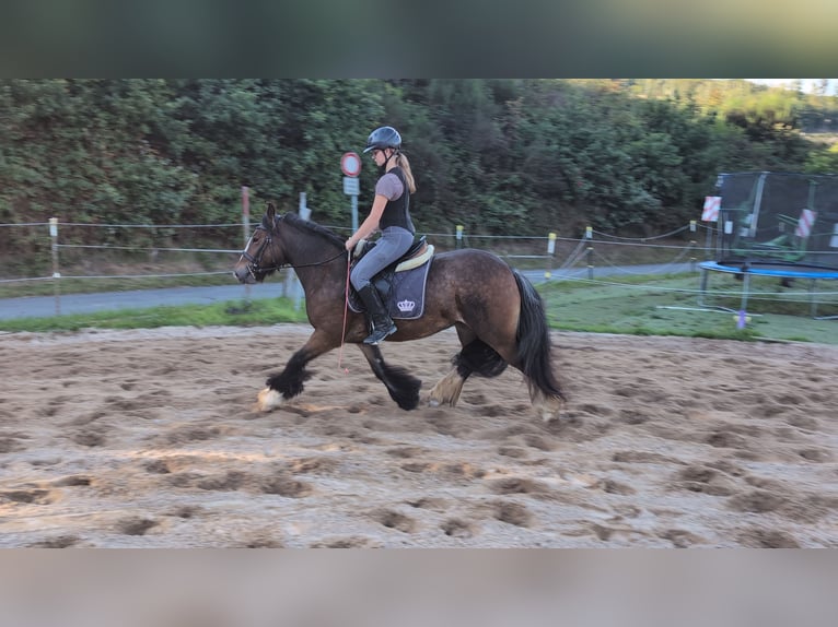 Tinker Merrie 4 Jaar 148 cm Donkerbruin in Morsbach