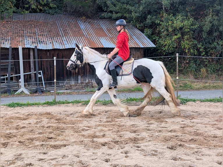 Tinker Merrie 4 Jaar 151 cm Gevlekt-paard in Morsbach