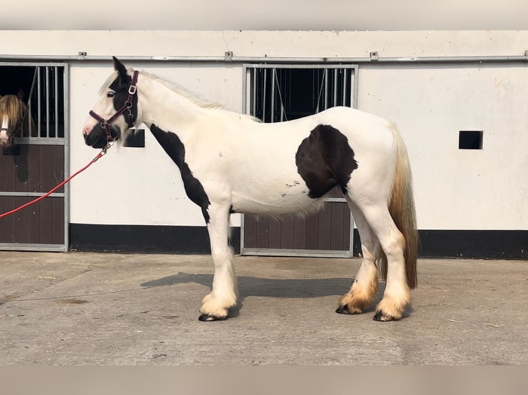 Tinker Merrie 4 Jaar 151 cm Gevlekt-paard in Morsbach