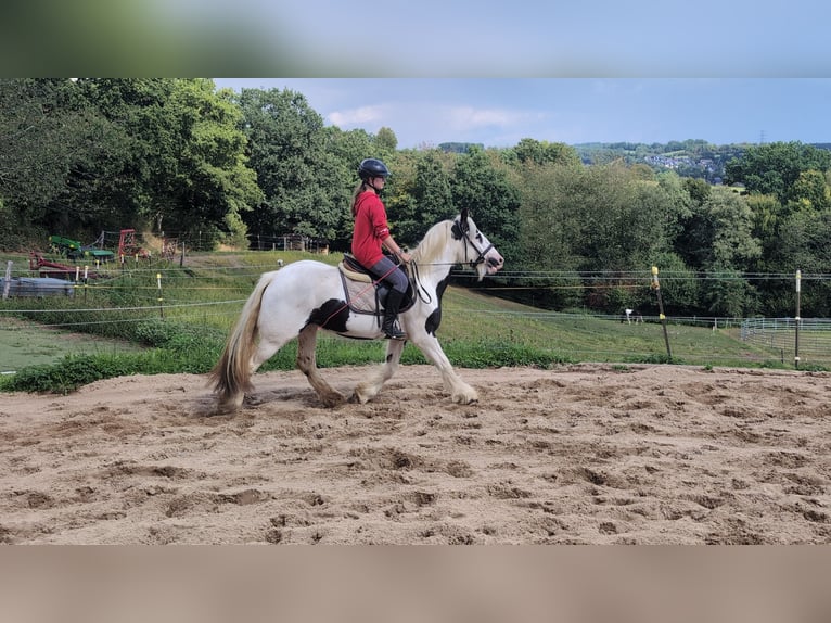 Tinker Merrie 4 Jaar 151 cm Gevlekt-paard in Morsbach