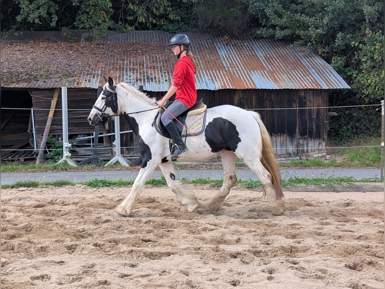 Tinker Merrie 4 Jaar 151 cm Gevlekt-paard in Morsbach