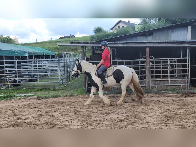 Tinker Merrie 4 Jaar 151 cm Gevlekt-paard in Morsbach